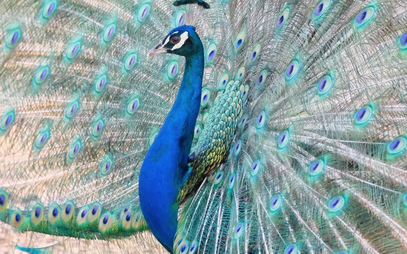 凤凰男和孔雀女适合在一起吗？