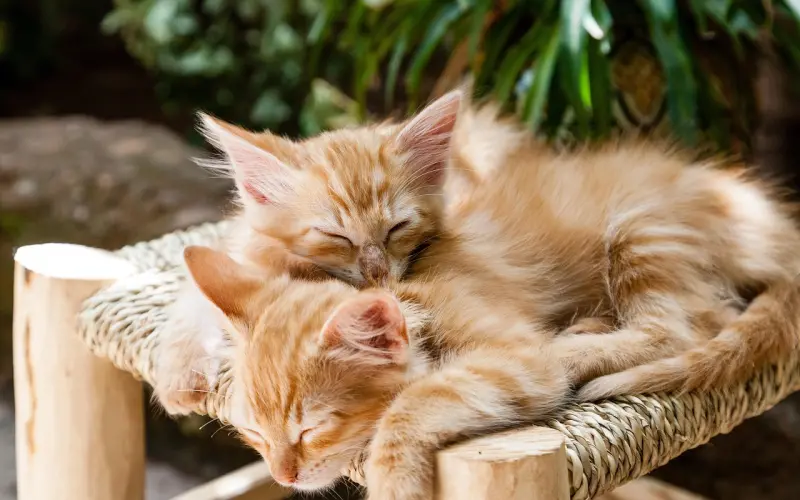 撩妹是否有捷径？小编告诉你的答案是有的！