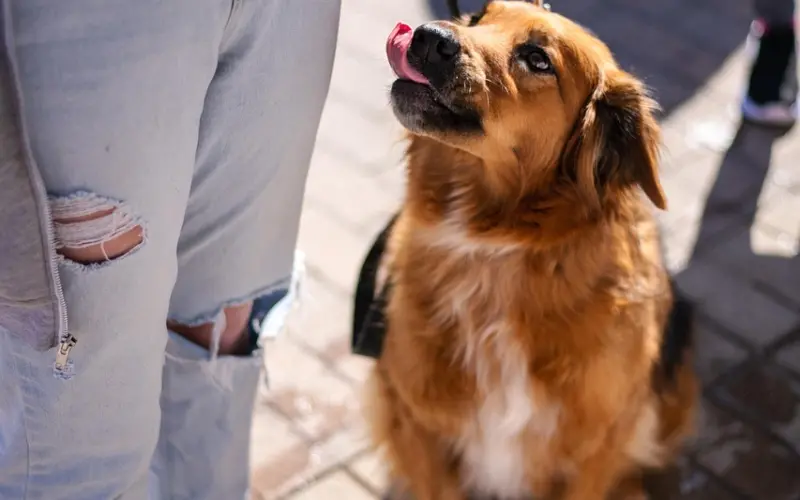 总是被女生当备胎？避免这3点，教你完成“舔狗”的逆袭