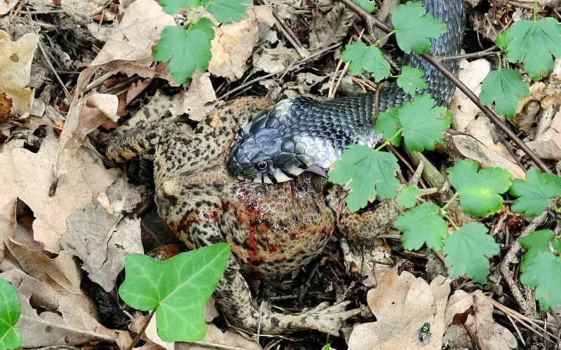 你是感情的受害者？怎么挽回男友