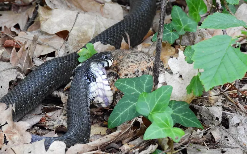 你是感情的受害者？怎么挽回男友