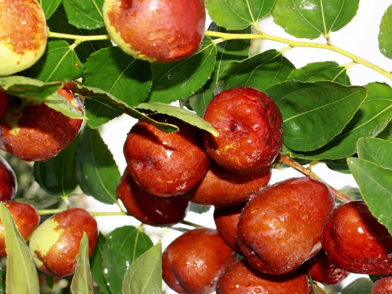 【占星日】2014/3/10~3/16艾菲尔星座运势