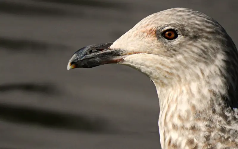 【占星日】百合网2021年3月31~4月6日，十二星座周运势