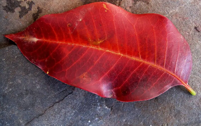 百合网“中国好单身”：非脑残90后的正能量传递梦