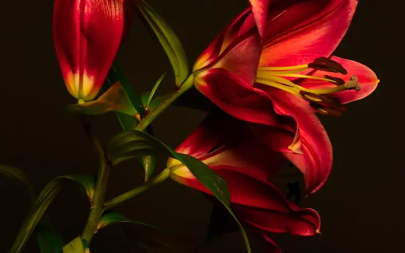 【百合网富豪征婚啦！】成为白富美，迎娶CEO，走上人生巅峰。你想来认识他吗？