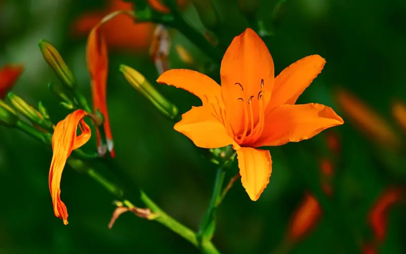 【百合新闻】百合网获工信部2015（C-BPI）婚恋行业第一品牌