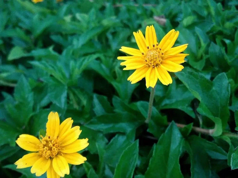 做一个恰到好处的女友，他才会时刻的挂念你