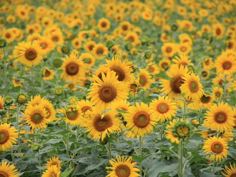 感恩曾经让我们吃苦的人，是他让我们学会了成长！（好文）