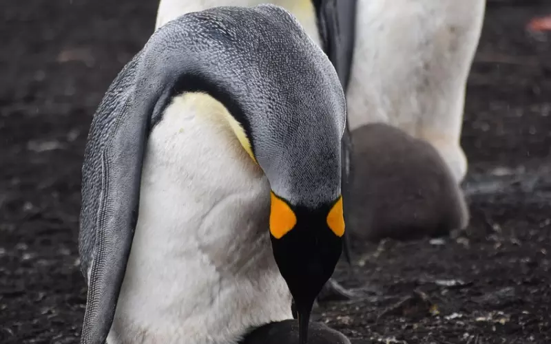 一生善良，必有后福（入心）