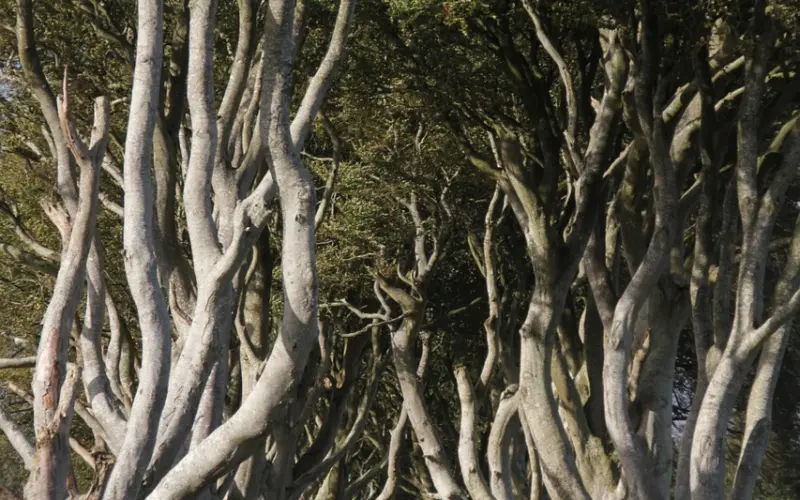 做人如树！（经典好文）