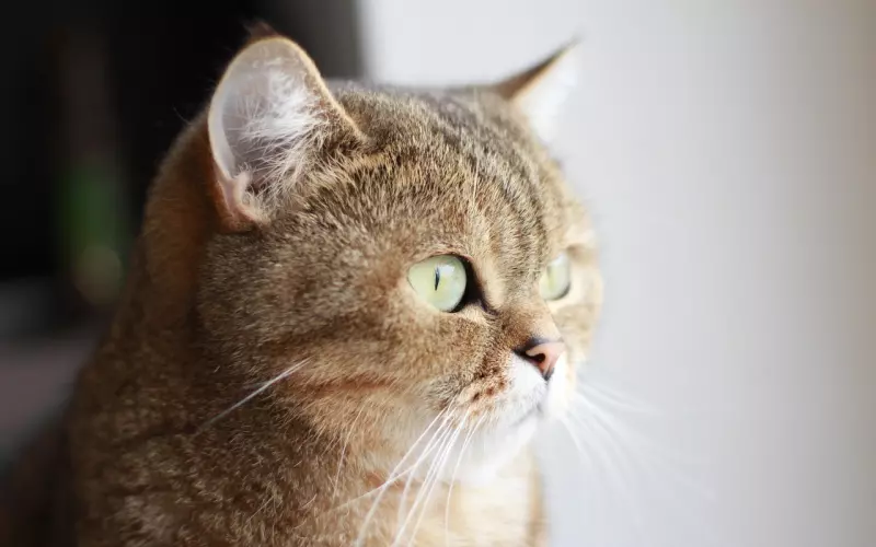 因为我喜欢黏人，男朋友不喜欢我的性格决定和我分手，我想挽回他该怎么做