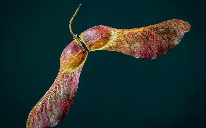 未觉池塘春草梦，阶前梧桐已秋声!