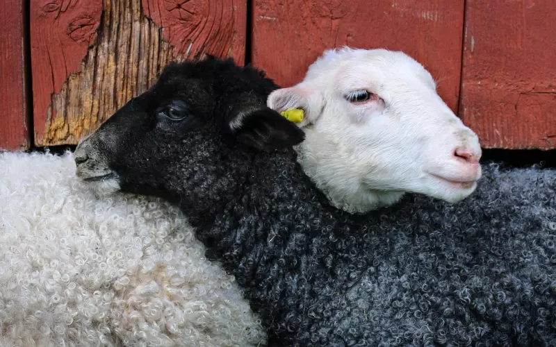 泰国刺符的背后，你能得到你想要的，不能得到的又得不到