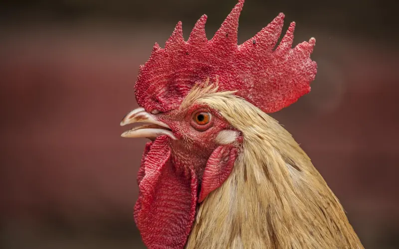 相亲急救指南！陆琪老师教你走出误区！