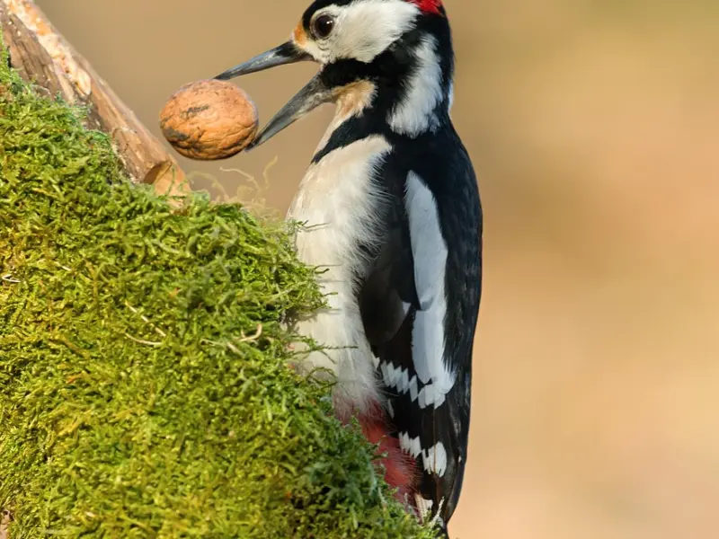 相亲答疑：“总是我在主动联系，她是不是不喜欢我”