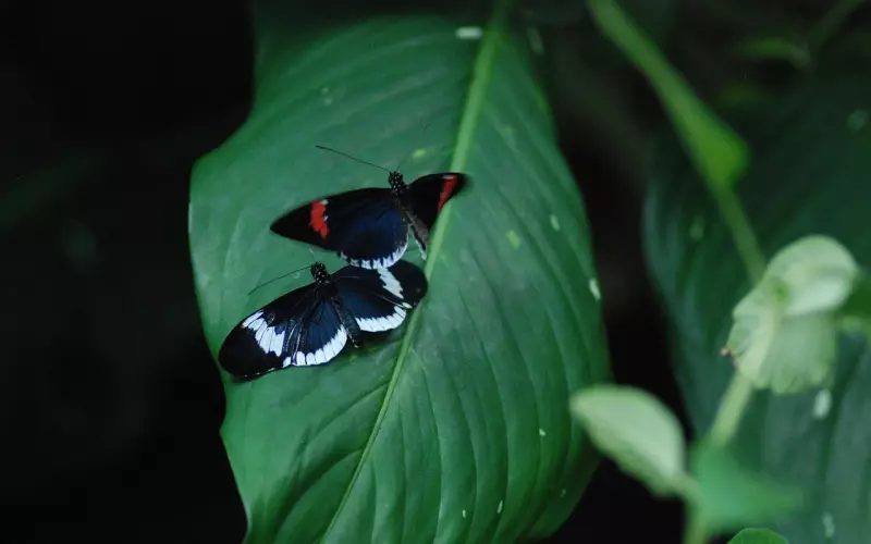 断联挽回新欢前男友，让你重新拥有美好爱情