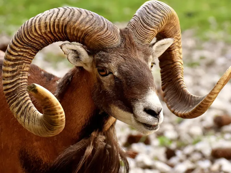 分手挽回：失恋后想挽回白羊男朋友你要想好这三个核心点