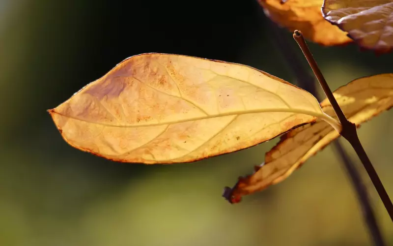 伤透了的心还能挽回吗