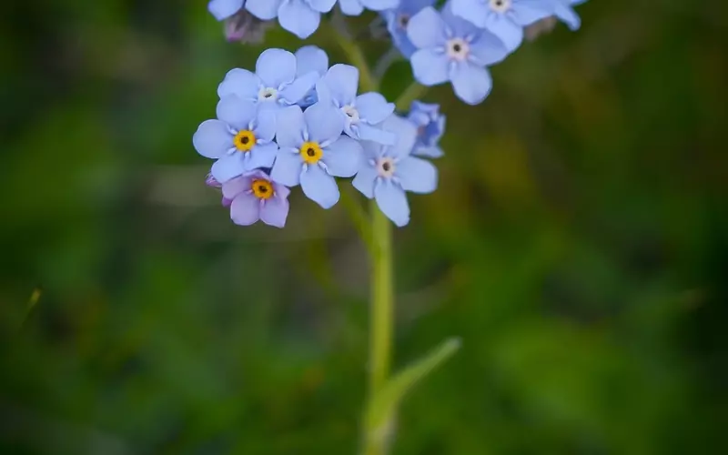 死心不要我的男人真的还能挽回吗