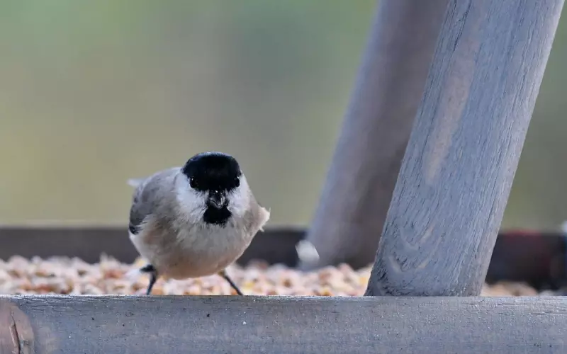 被拉黑还能不能挽回