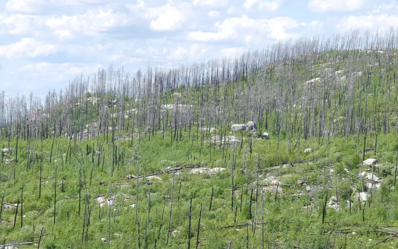 分手后他有了新欢我还能挽回吗