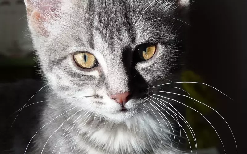 Les分手后还能挽回吗？