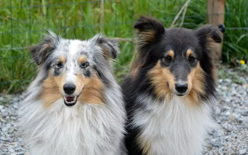 把喜欢的人设为壁纸，就能让爱情更甜蜜？