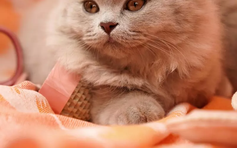 后撤三部曲能让短择变长择？