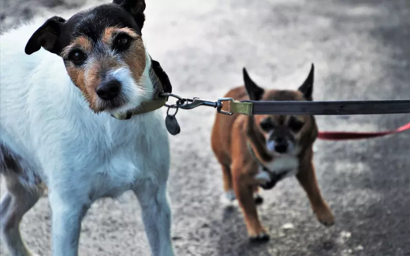 两个真正相爱的人，在分手以后还能做普通朋友吗？