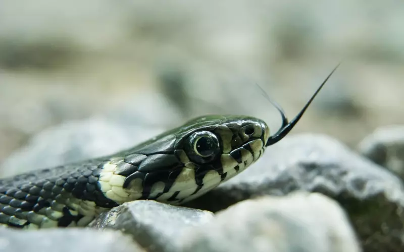 分手拉黑微信就不能复合了吗