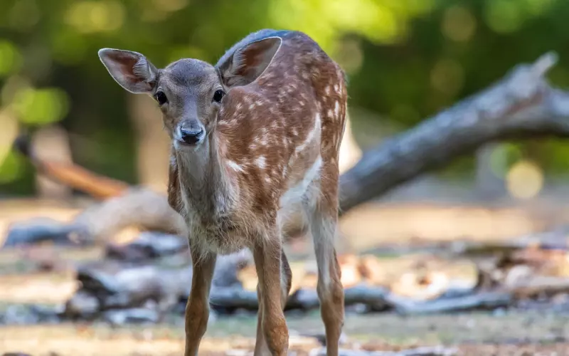 百般讨好她，就能挽回前女友了吗？