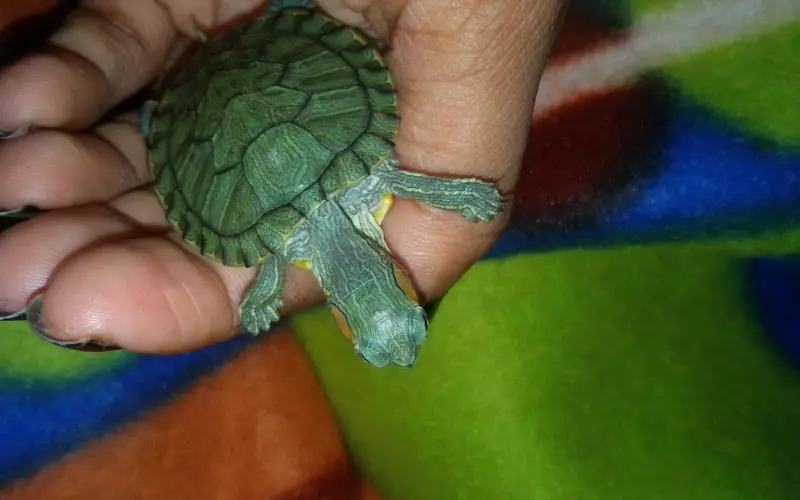 卡尔的手在我的背上来回游走，手指一寸一寸地伸进我的衣服里面丨罪爱②