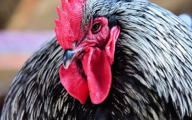 案例分析：前女友突然找我，到底是几个意思？