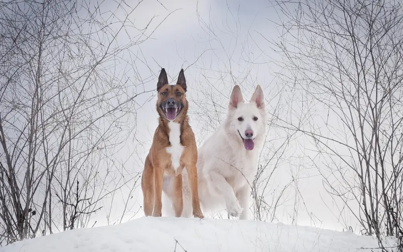 又见捉奸，小三再次刷爆微博热搜!