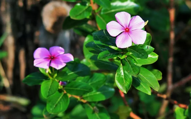 长春情感咨询：长时间没有夫妻生活，老婆居然这样做！