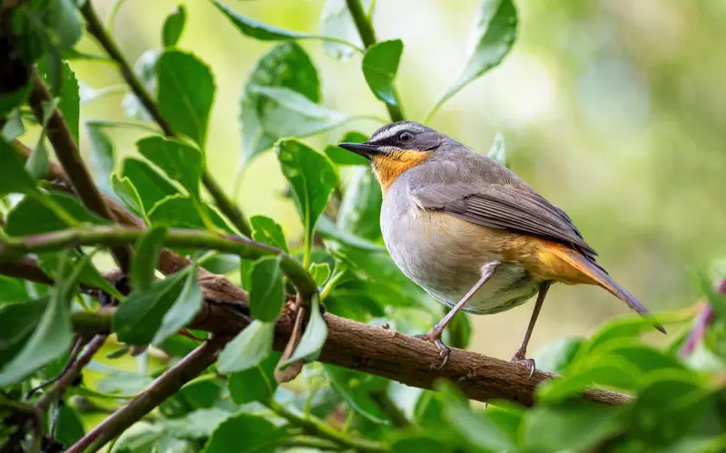 聊天技巧：怎么挽回前男友的话