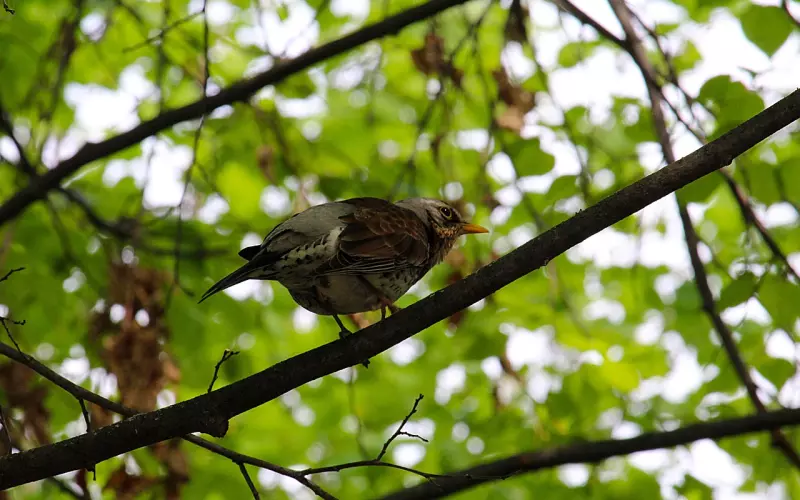 跟男友聊天越来越少了 该如何维持好异地恋呢？