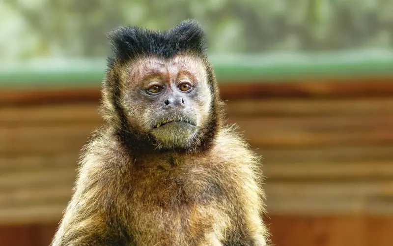 中国父母都是逼婚达人