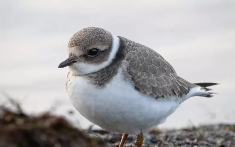 七夕，千万千万不要表白！