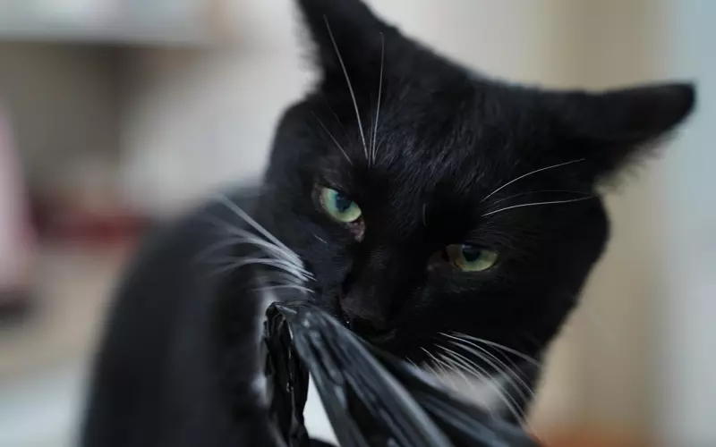 七夕挽回秘籍——如何挽回你心爱的TA