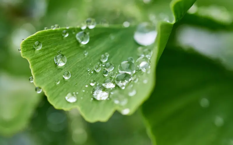 【七夕单身福利日】女仆服务齐上线，上演甜蜜喂食play，众宅男表示已阵亡！