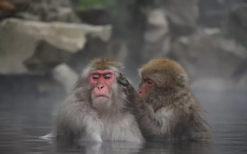 5只猴子选一只，瞬间看透你内心，神准！