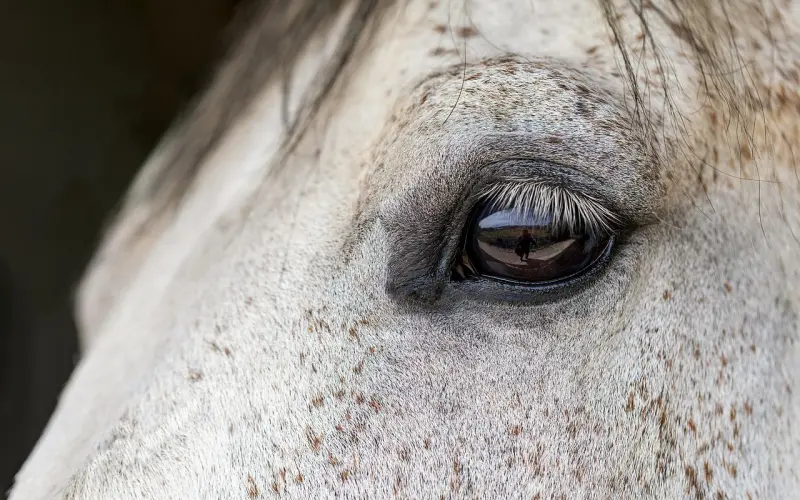 经典故事：妈妈只有一只眼