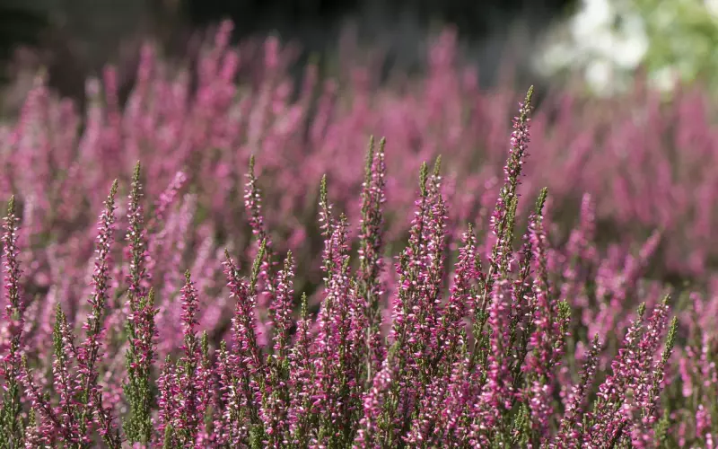 挽回前男友的心的巧妙策略，让爱再次绽放