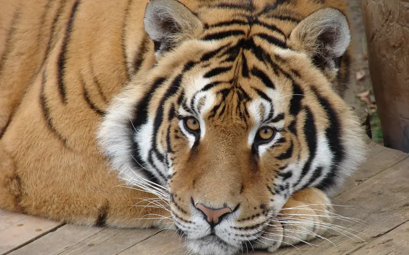 典藏：一只烧鸡