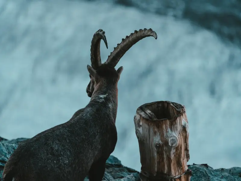 挽回男友全攻略：怎么样挽回分手后的摩羯座男朋友