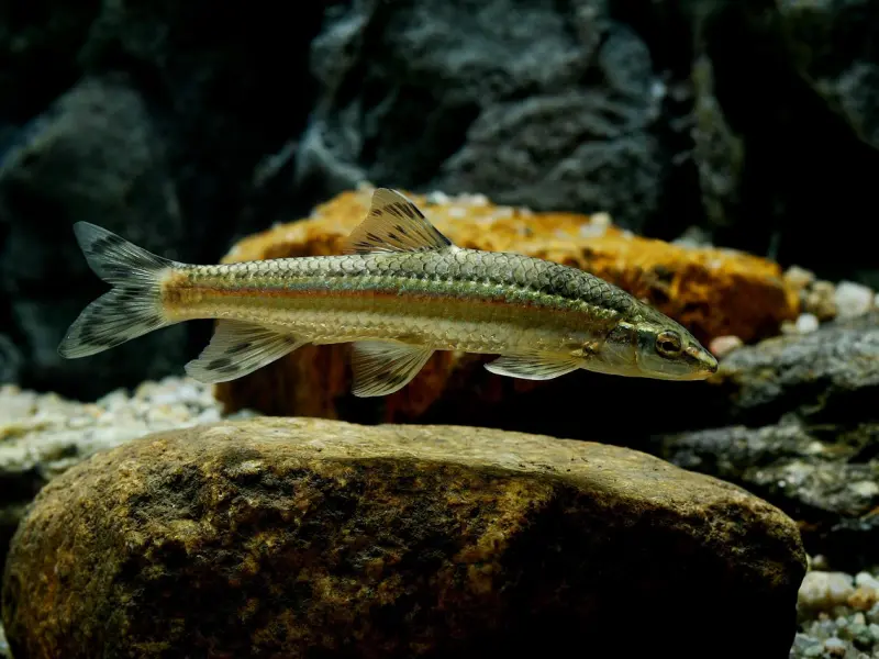 挽回男友全攻略：怎么挽回双鱼座男友