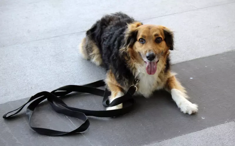 挽回慎用服从性测试