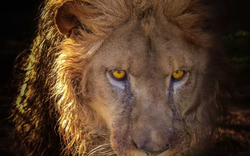 康纳问答：怎样挽回狮子座恋人？