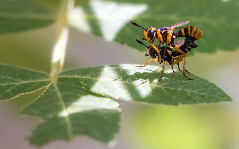 两个生肖做夫妻经常吵架，但是财运却越来越旺！